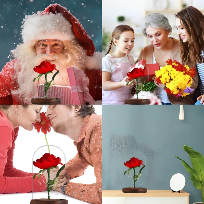 Vječna svjetleća ruža u staklenom zvonu